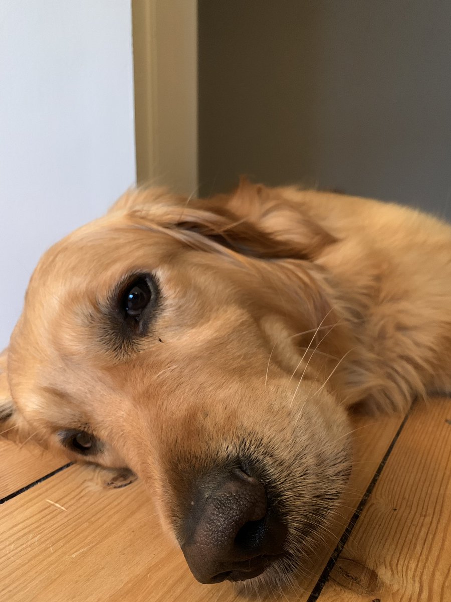 roter_pander's tweet image. Er ist erst zwei Tage hier und ich hab ihn jetzt schon so in mein Herz geschlossen 😭 wie soll das nach zwei Wochen werden, wenn er zurück zu seinen richtigen Haltern muss?