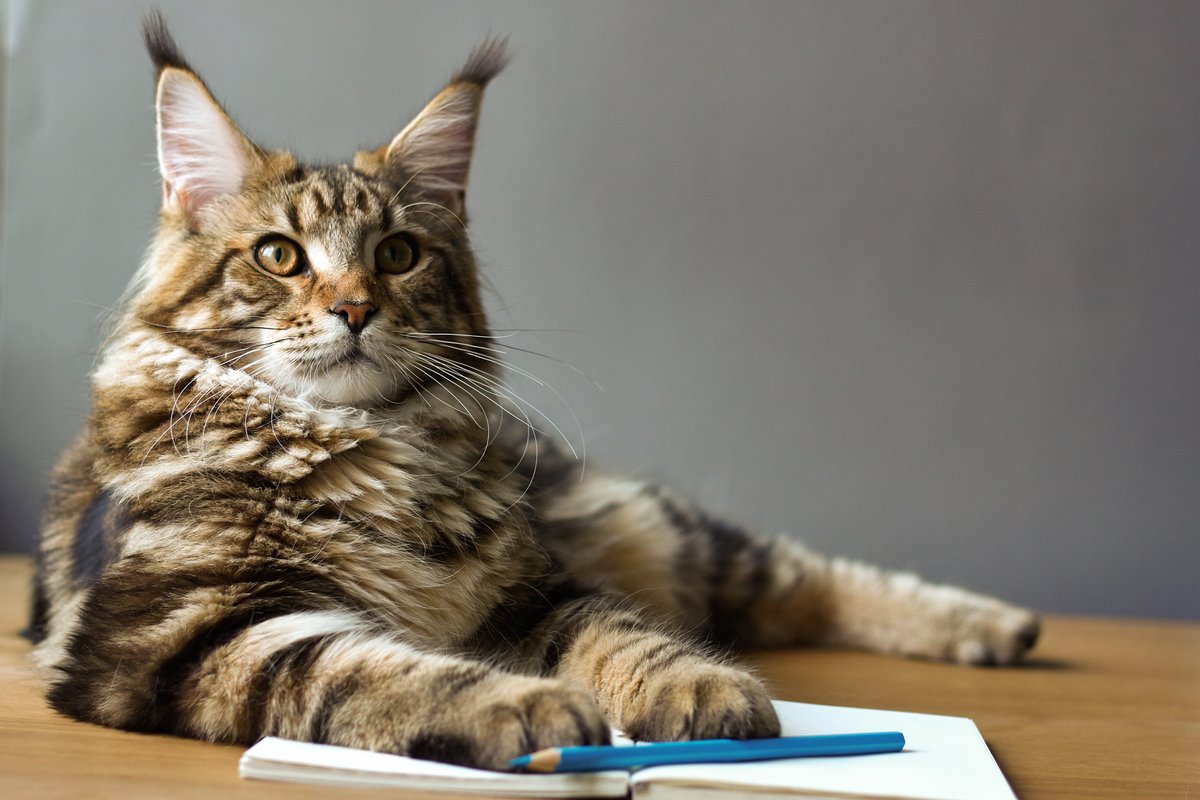 Have you done your homework today?

#studyathome #cats #study #homework