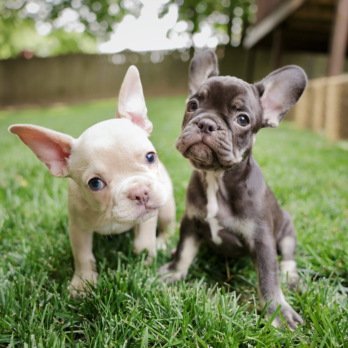 Pearl and Phoebe have joined the pack!

#frenchie #frenchiepuppy