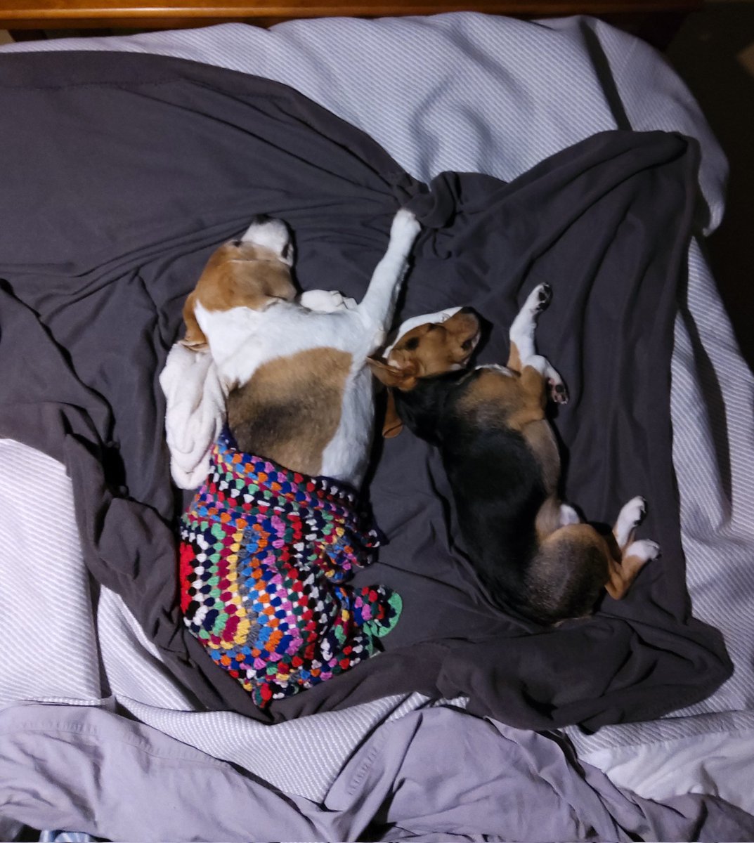 WibbleWAP's tweet photo. And we wonder how we wake up tired and these guys rarin' to go!
#bedhogs https://t.co/a8X3cBWxUf