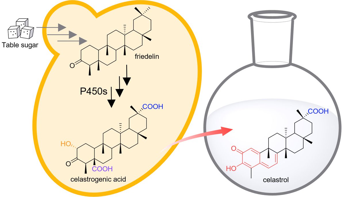 Sotirios Kampranis (@s_kampranis) on Twitter photo We are happy to share our latest #research published in <a href="/NatureChemistry/">Nature Chemistry</a> <a href="/SpringerNature/">Springer Nature</a>, describing the biosynthesis and biotechnological production of celastrol, a natural molecule with remarkable potential for the treatment of #obesity.
Article link: rdcu.be/dfpKU We are happy to share our latest #research published in <a href="/NatureChemistry/">Nature Chemistry</a> <a href="/SpringerNature/">Springer Nature</a>, describing the biosynthesis and biotechnological production of celastrol, a natural molecule with remarkable potential for the treatment of #obesity.
Article link: rdcu.be/dfpKU