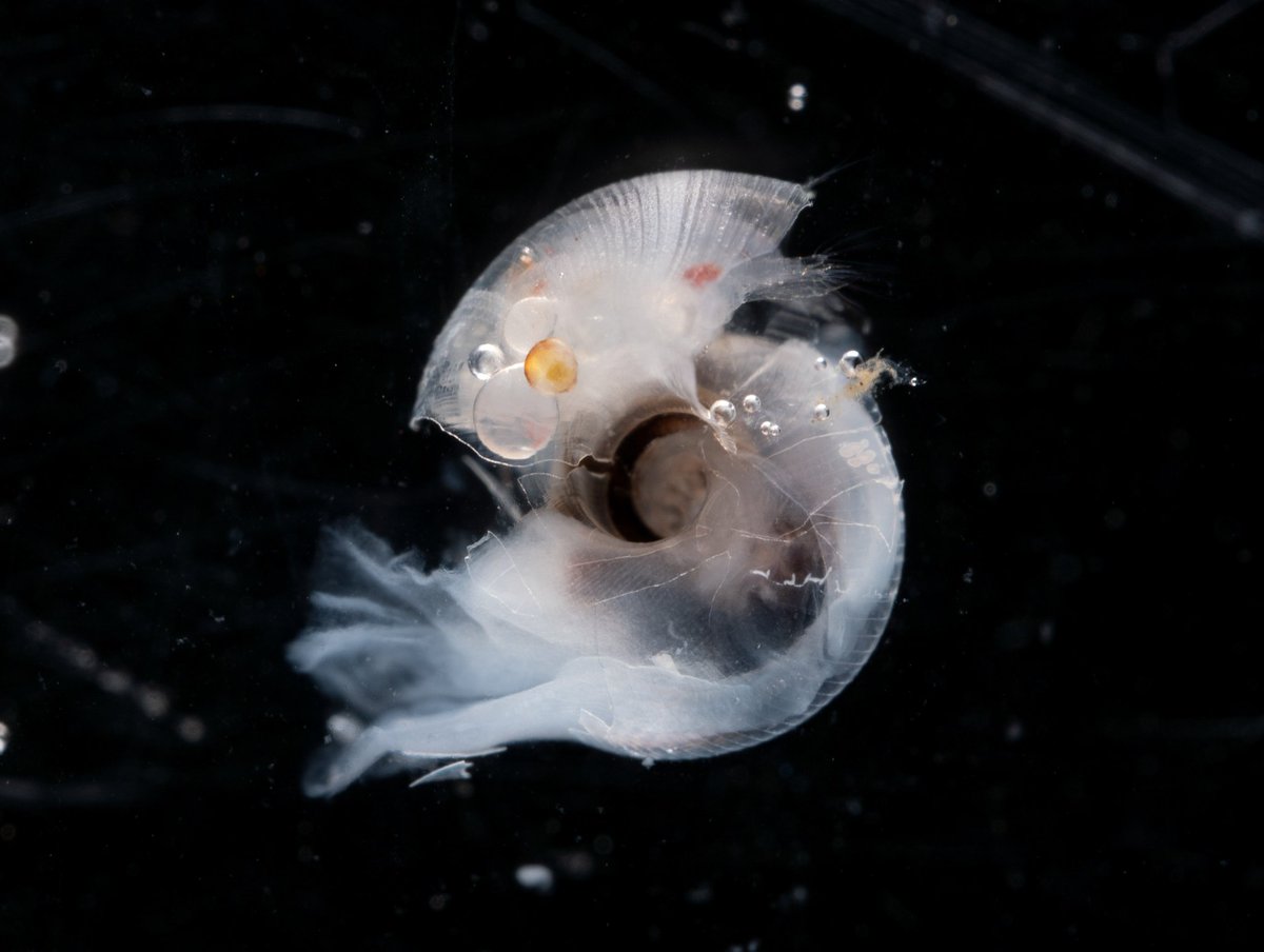 The pteropod 𝘓𝘪𝘮𝘢𝘤𝘪𝘯𝘢 𝘩𝘦𝘭𝘪𝘤𝘪𝘯𝘢. Also called the sea butterfly cuz of its flappy wings.  I've yet to photo an emerged one with an intact shell (brittle). They're one of my flappy white whales for zoop photos I'm still after... #iNaturalist #invertsAtoZ