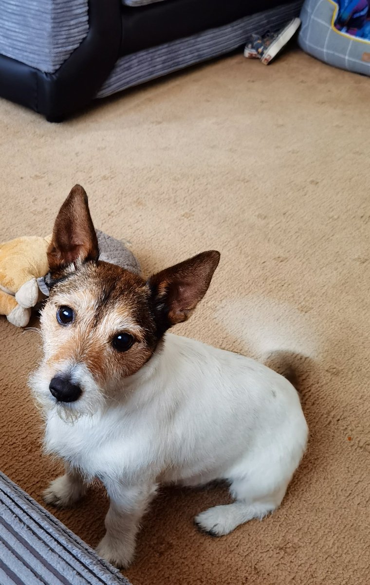 8 years of perfecting the tail blur

#jrt #jackrussellterrier #dogsoftwitter