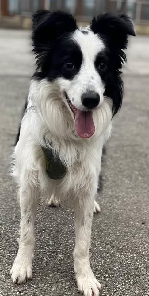 Please retweet, SPECIAL APPEAL to help Cornflake find a home #LANCASHIRE #UK 
Collie aged 3. Sadly she has been returned to the shelter. Cornflake is blind and needs an experienced adult home as the only pet.
Please give an extra retweet🌟
DETAILS  
bleakholt.org #dogs