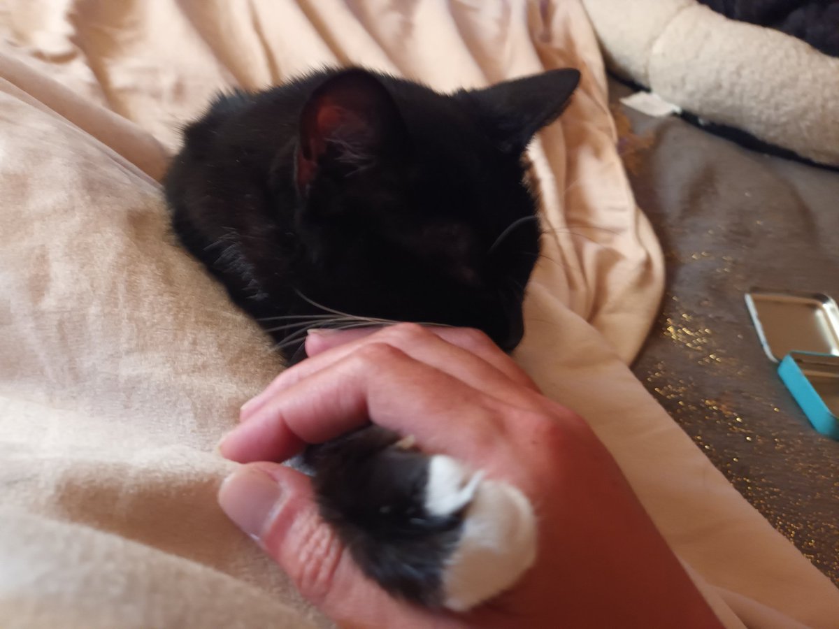 Digitallli's tweet image. This is how Mels likes to sleep... holding hands. She put her paw there in her sleep 😻