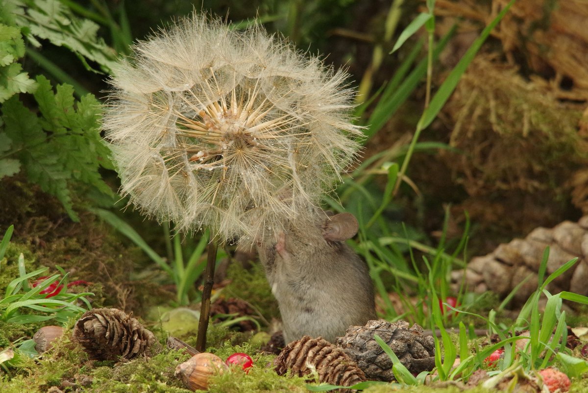 George the Mouse in a log pile house - Simon dell (@simon_dell_tog) on Twitter photo 2023-06-26 19:36:31