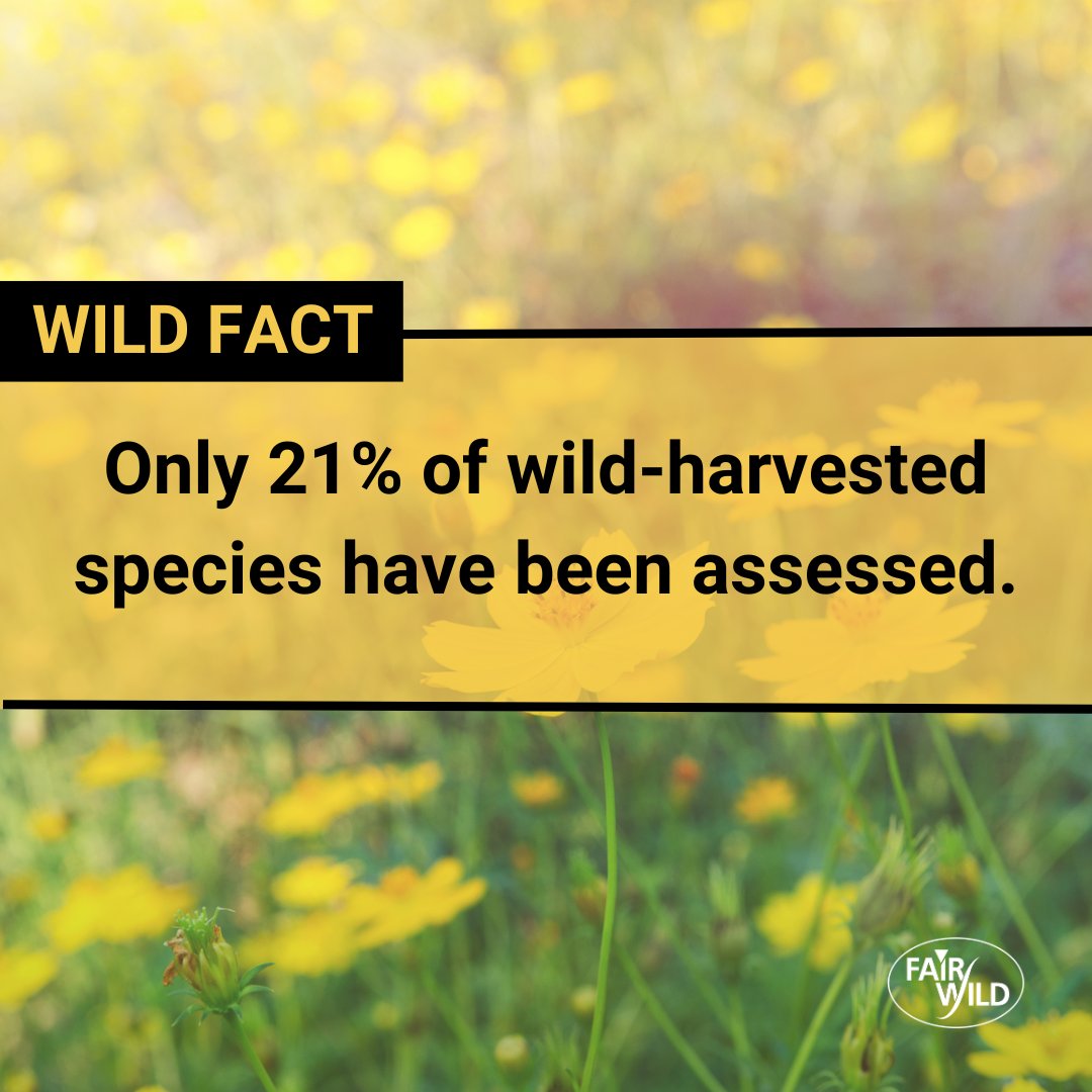 ProtectSpecies's tweet photo. Despite the popularity of such ingredients, only 21% of wild-harvested species have had their conservation status assessed. #FairWildWeek 2/ https://t.co/1ICpxRCt7j
