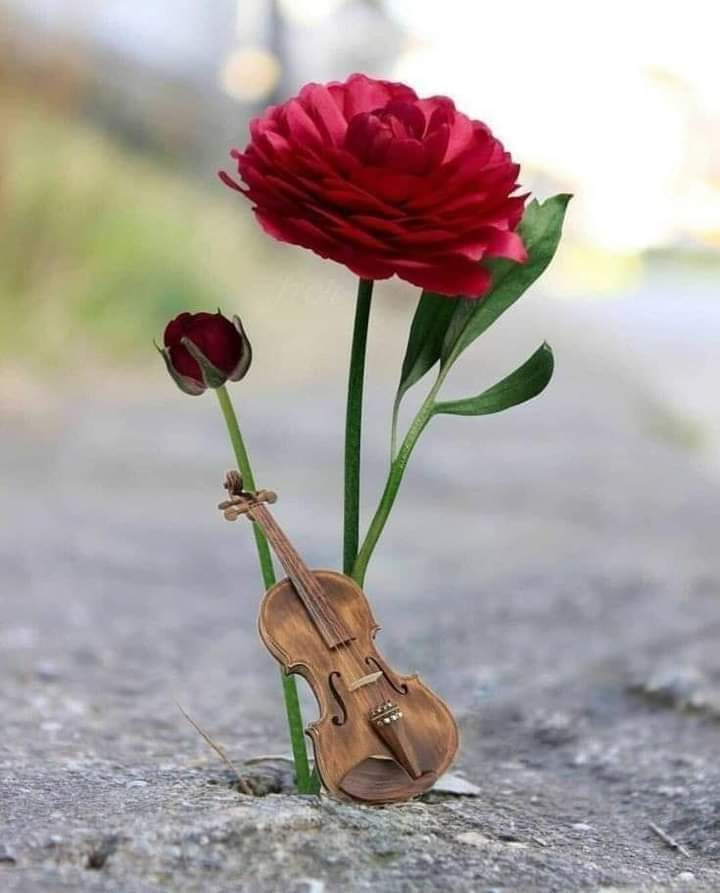 لا أحد يستطيع أن يفهم نغماتك سوى من سمعها في روحه قبل أن تعزفها 
فأوتارك لا تطرب إلا روحا تشبه روحك 
ف الحب لمن استثناك وسط الجموع وبك إكتفى
#ثم
حينَ  تعثُر  عَلى  الجَمال  فِي قلبِك ،،، 
ستعثُر  عليْه  فِي كلِّ قَلب 😌..؟!