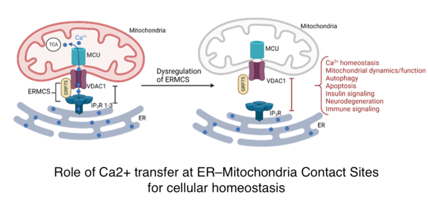 Peace Atakpa-Adaji and Adelina Ivanova (<a href="/UnivCamPharm/">Dept. of Pharmacology, Univ. Cambridge</a>) have a new review out:
"IP3R at ER-Mitochondrial Contact Sites: Beyond the IP3R-GRP75-VDAC1 Ca2+Funnel"

journals.sagepub.com/doi/full/10.11…

They discuss IP3R subtype and their other roles, especially structural.