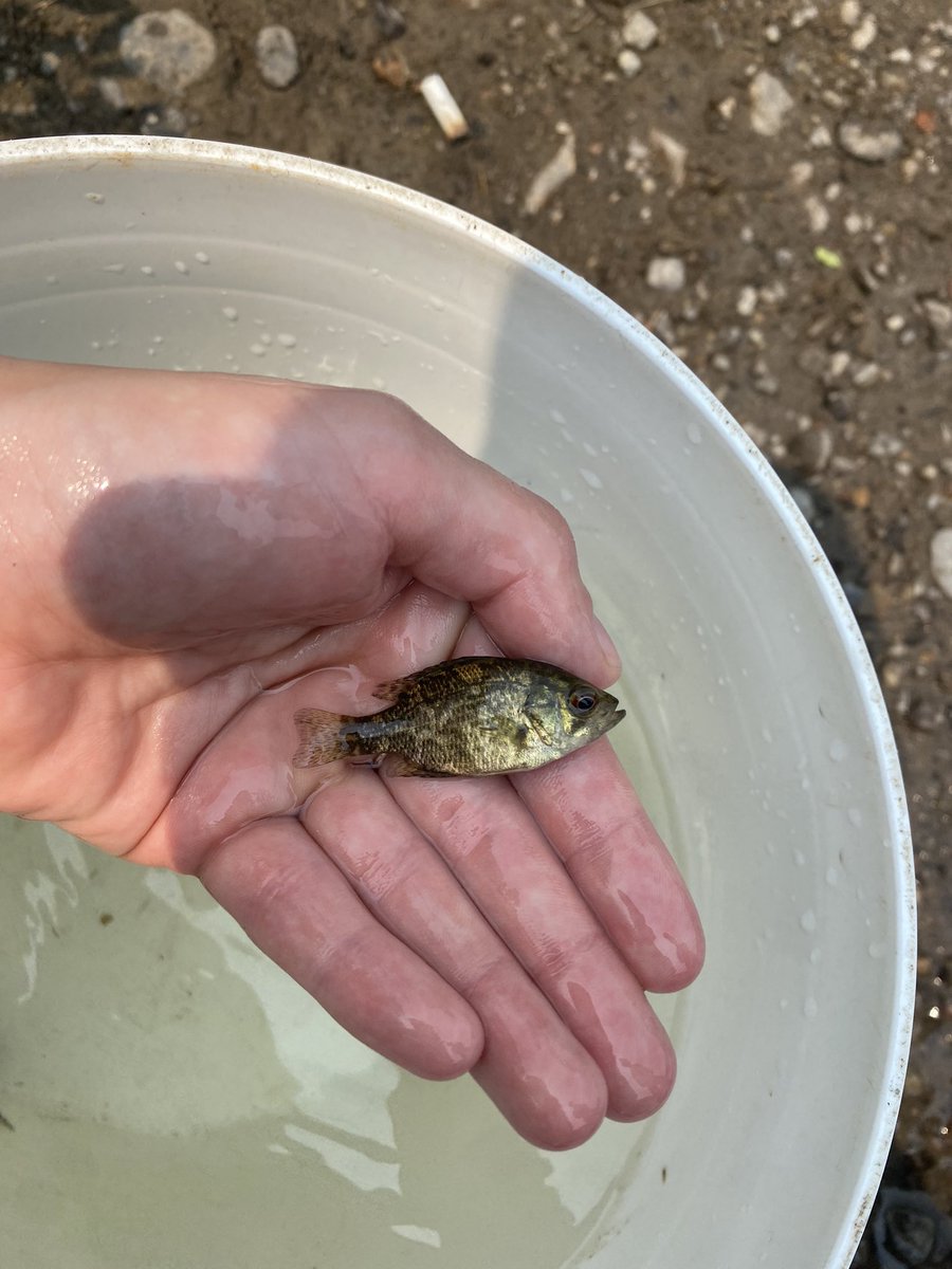 Two weeks ago I assisted <a href="/BowmanJacob_/">Jacob Bowman</a> with his undergraduate thesis project checking out the local aquatic vertebrates in vegetated and non-vegetated river/stream locations. Cameras, minnow trapping, snorkeling and seining have been used for their project 🐟