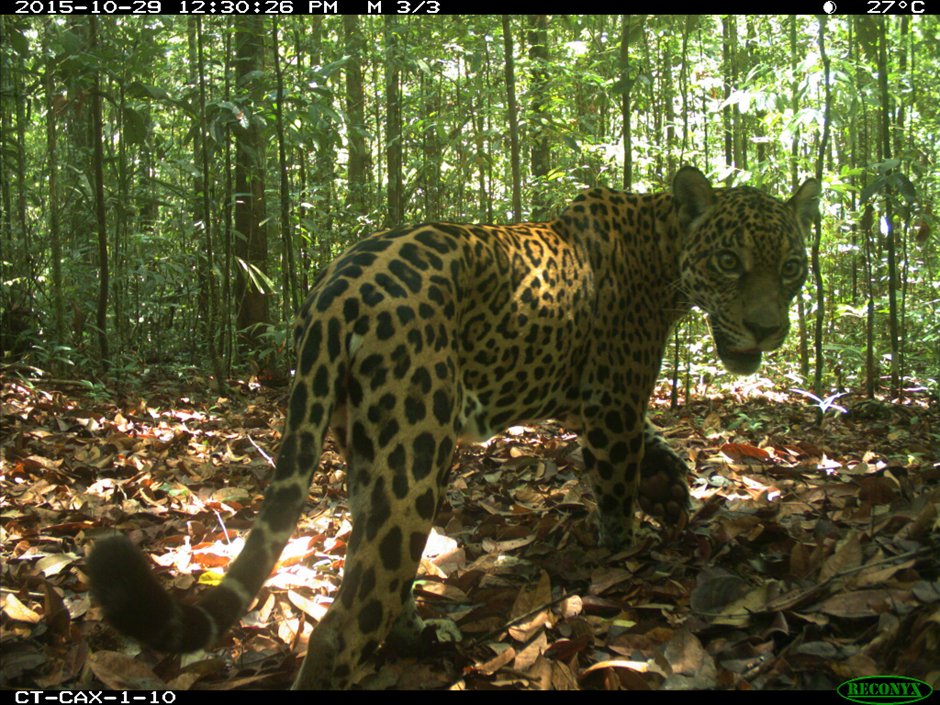 Asunción Semper-Pascual (@semperpascual) on Twitter photo Are #mammals in tropical #ProtectedAreas affected by human activities?
Our NEW STUDY published in <a href="/NatureEcoEvo/">NatureEcoEvo</a> reveals that occurrence dynamics of mammals are associated with anthropogenic stressors inside and outside these areas 🌳🐵🐯🌳
👉nature.com/articles/s4155…
(1/6) 🧵 Are #mammals in tropical #ProtectedAreas affected by human activities?
Our NEW STUDY published in <a href="/NatureEcoEvo/">NatureEcoEvo</a> reveals that occurrence dynamics of mammals are associated with anthropogenic stressors inside and outside these areas 🌳🐵🐯🌳
👉nature.com/articles/s4155…
(1/6) 🧵