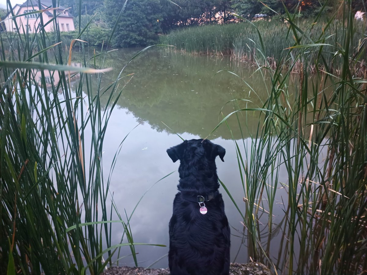 Photoshooting mit Doggo :3