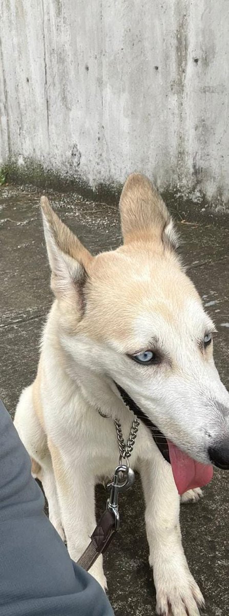 AlertaMePerdi's tweet photo. #PERDIDO #GUAYAQUIL
Nombre: #Loby
Fecha: 2023-06-26
Sector: Norte,Sauces 8
Sexo: Macho
Raza: Mestizo de husky
Observación: Es color beige y tiene ojos levemente celestes
Contacto: 0992486033
¡Ayúdalo a volver con su familia!
#AlertaMePerdí https://t.co/YBYvgY2FNZ