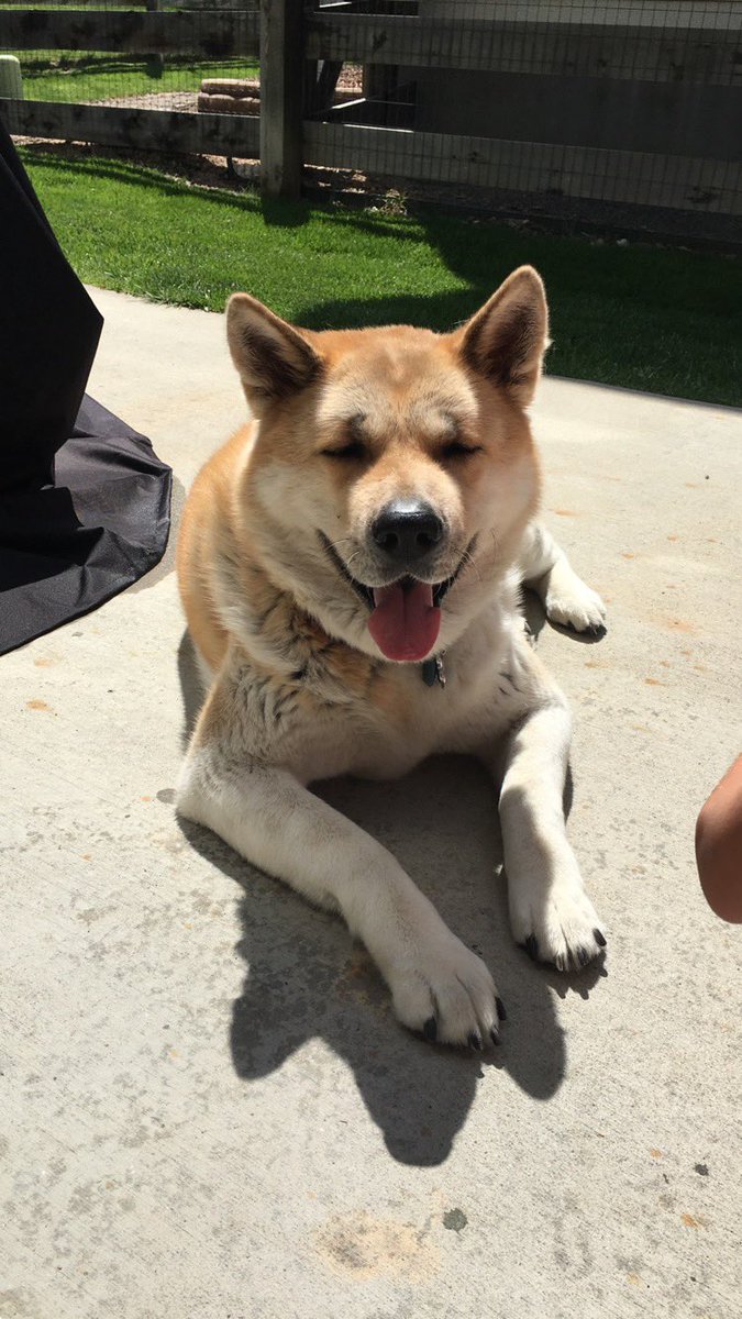hannahrobison_'s tweet photo. see you at the rainbow bridge my sweet girl ❤️ https://t.co/3RJH7jjRkj