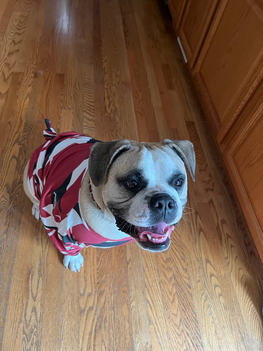 My dog Milo sporting his Eddie Van Halen gear!