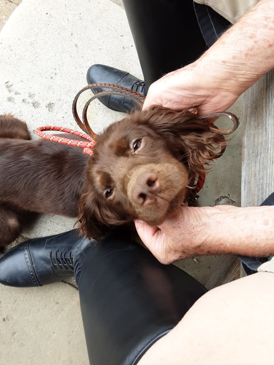 Please retweet to help FIND THE OWNER OF THIS STRAY DOG FOUND #WESTDRAYTON #HILLINGDON #LONDON #UB7 

Young #SpringSpaniel, now in a council pound. She could be missing from another region, please share🌟
Proof of ownership required 

DETAILS👇
lostdogsuk.co.uk/lost-dogs/
#dogs