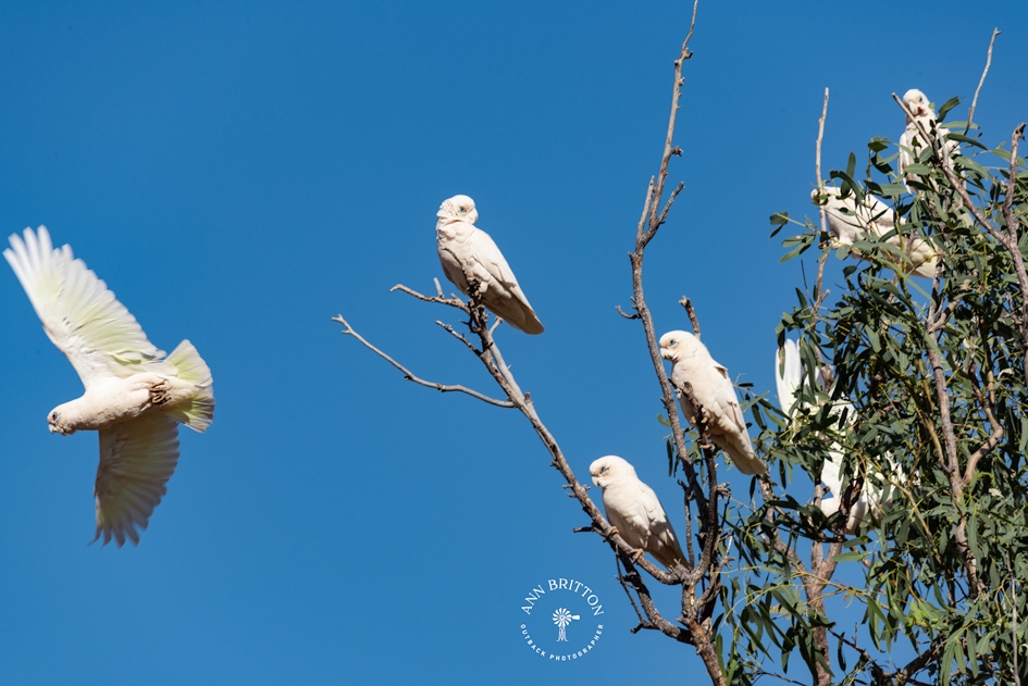 Cockies and Galahs are characters & give great opportunity for numerous photos taken, thanks to digital 

#AnnBrittonPhotography #photography #photographer #outbackqueensland #Nikon #BadBoy #Simpson #Sigma #professional #Boulia #outbackphotographer #asitisMyOutback