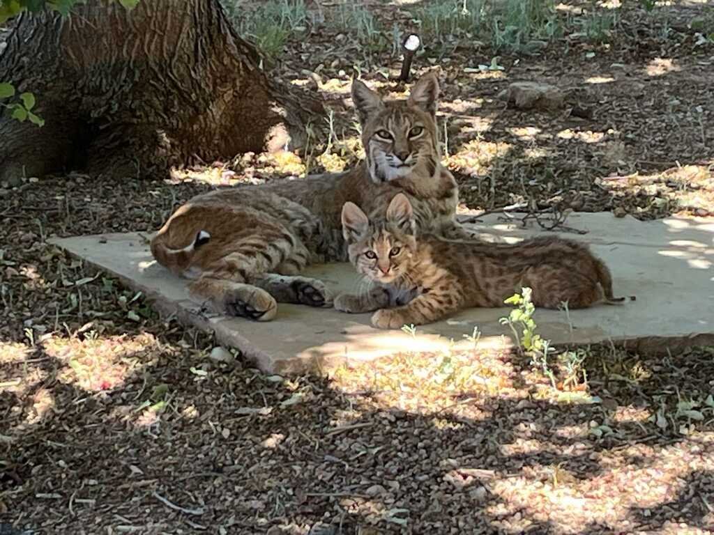 Bobcat bonding: Mom and kit share a shady spot!