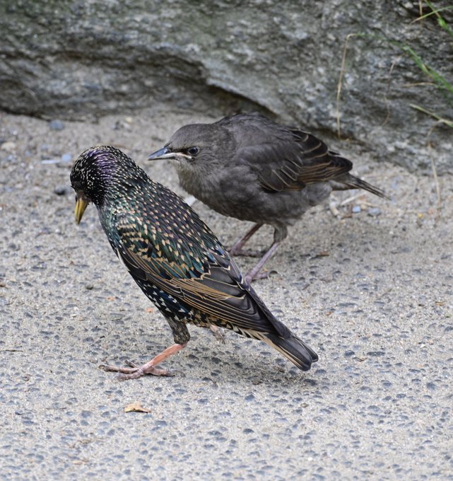 European Starling male and female