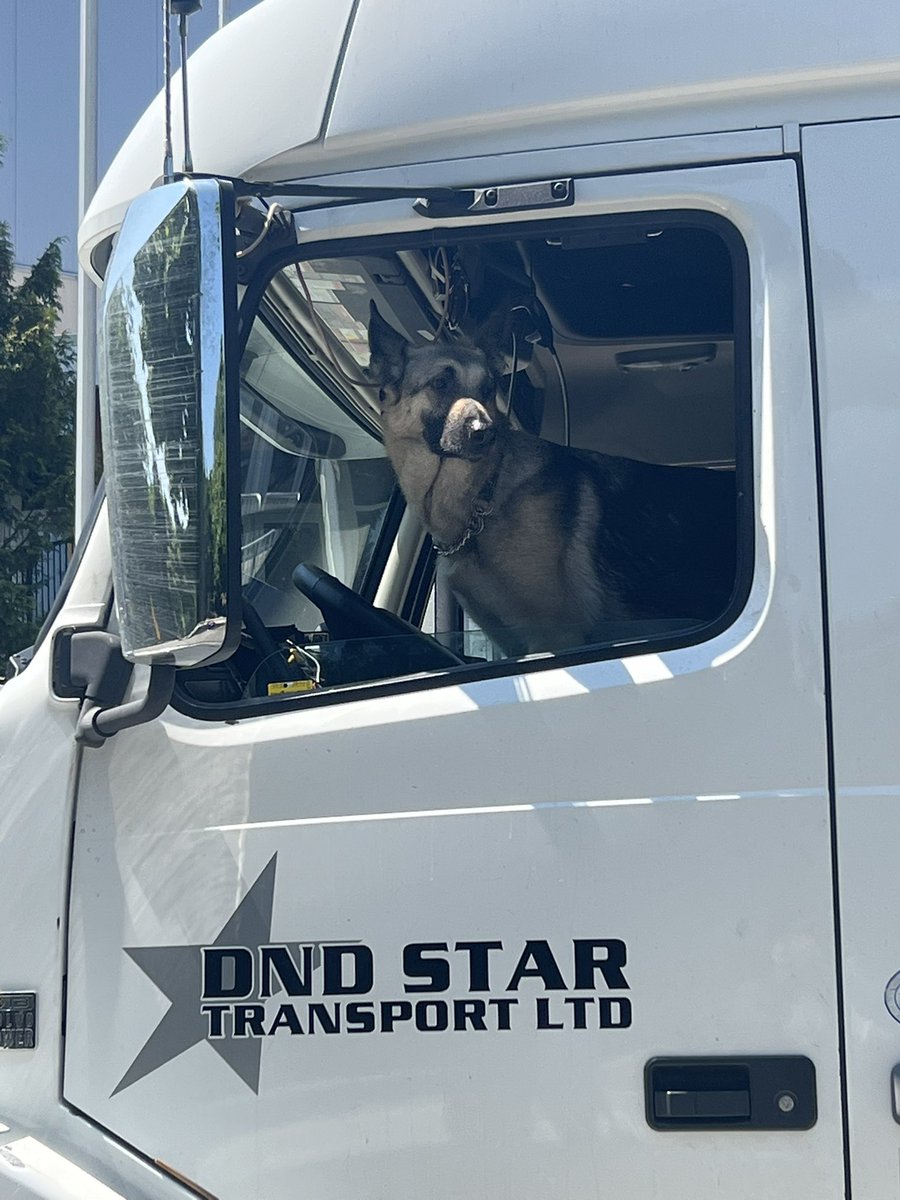 LouisTPy's tweet image. 🚨| Un perrito se ha unido al equipo de Louis Tomlinson! 🥺

#FITFWTVancouver