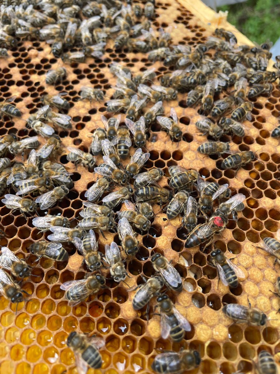 Can you see the queen?