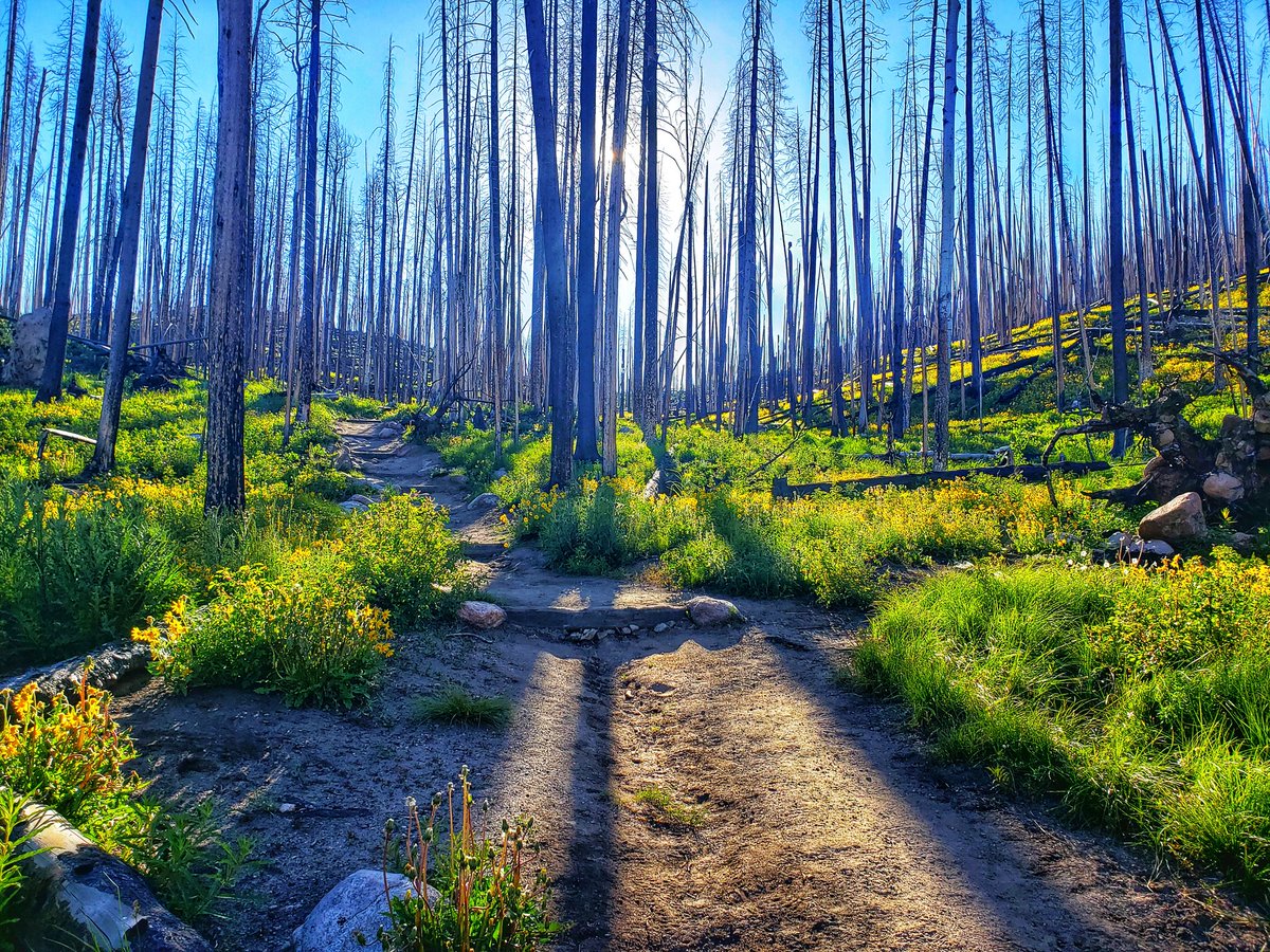 Trail run this morning led me to research what happened here. 2020 East Troublesome Fire. 

https://t.co/JkezxJrPUN https://t.co/CvBlOkJ1UH