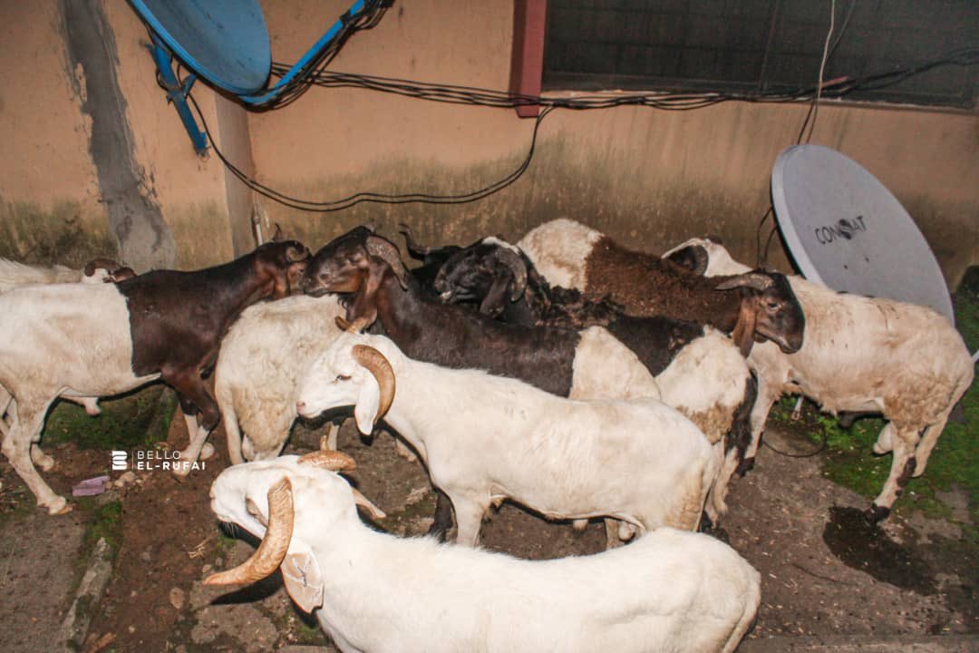 In preparation of Eid, I have chosen to share rams to all Eid Mosques in Kaduna North, vulnerable individuals, the poorest of the poor and orphanage homes. Remember to fast tomorrow and to pray for all of us. Thank you.