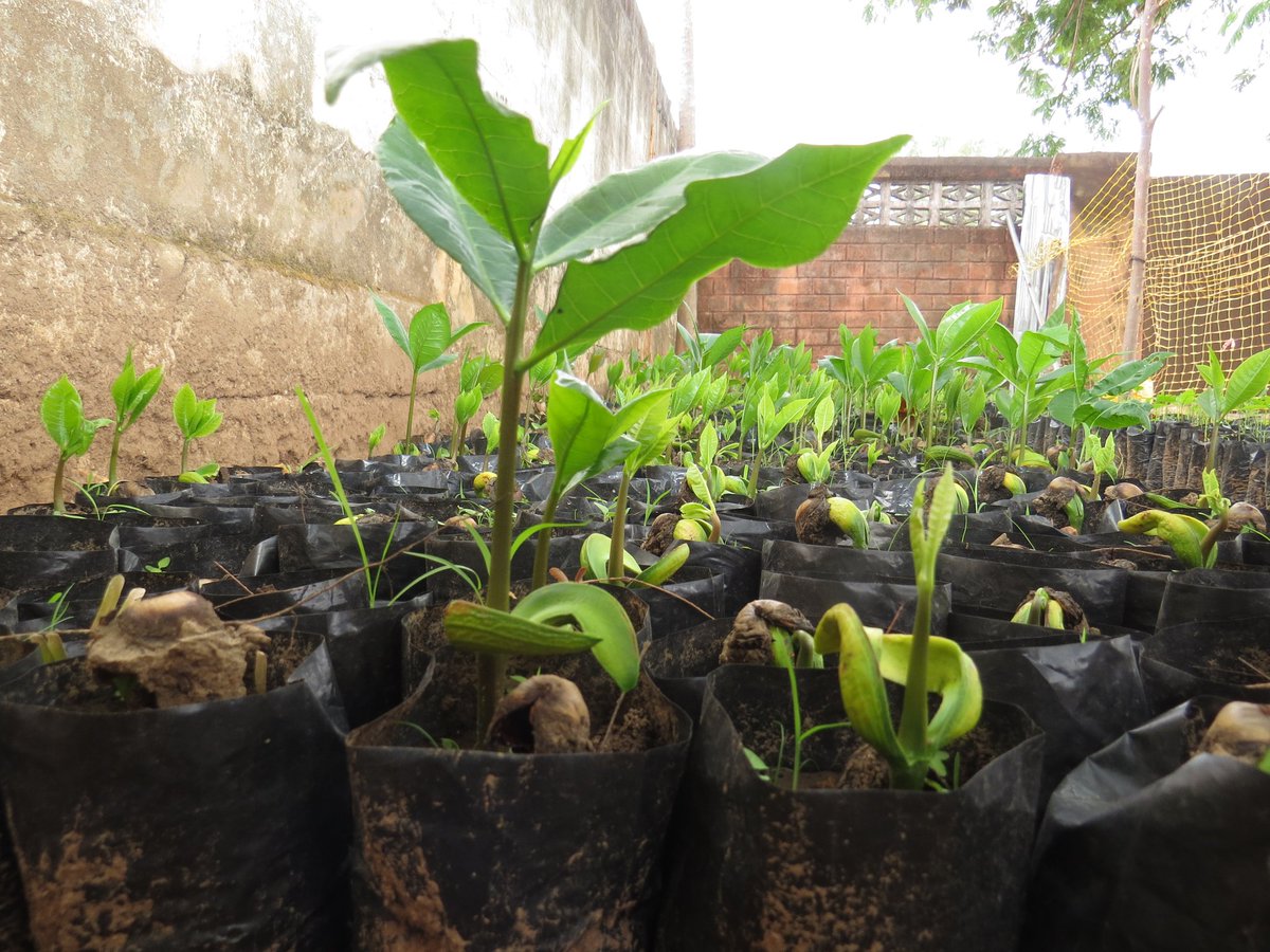 La culture extensive et la nécessité de nourrir le monde face à la croissance démographique nous a amené à exploiter et à surexploiter...(retrouvez l'intégralité de l'article ici 👇🏽)
m.facebook.com/story.php?stor…

#nanto #wasexo