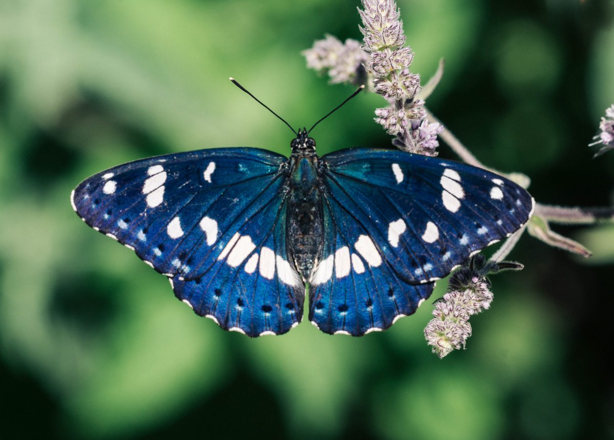 #haftanınkelebeği #hanımeli #siyahbeyaz