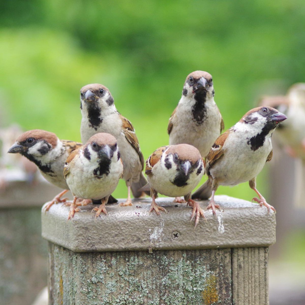 チュンレンジャー参上！

群れの平和を守るのだ

立ち位置は決まってます

#雀 #スズメ #すずめ #sparrow #鳥 #小鳥 #野鳥 #スズメギャラリー #スズメ写真集 #bird #チュンレンジャー