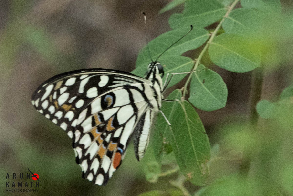 The Lime swallow tail butterfly for the theme #TitliTuesday #IndiAves #BirdsSeenIn2023 #dailypic #TwitterNaturePhoto #ThePhotoHour #BBCWildlifePOTD #natgeoindia @Saket_Badola @vivek4wild @ParveenKaswan @Avibase ⁹