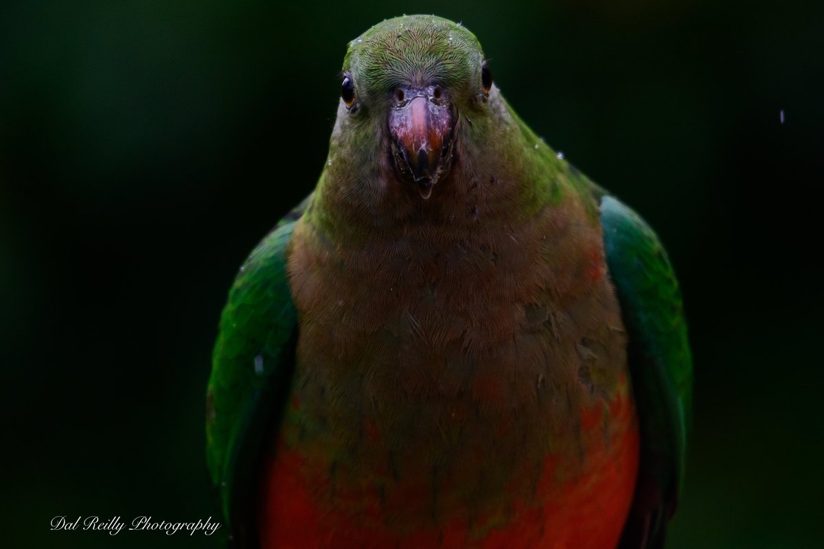 A female Australian King-Parrot sitting in the rain in the garden.. #BirdlifeOz #birdsinbackyards #abcaustralia #abcmyphoto #visitgippsland #MyNikonLife  #BirdsSeenIn2023 #ausgeo #abcgippsland #Gippsland #birdphotography #birds #nikonaustralia #nikond850📷