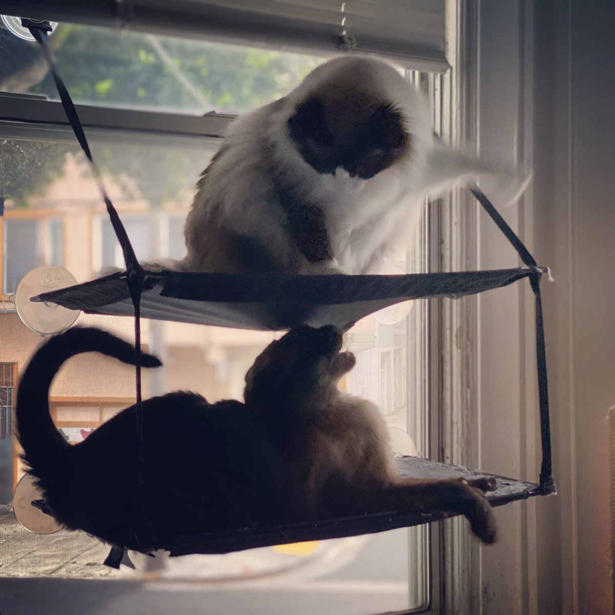 We’ve had a busy Monday 😺!

@tippyandmerle 

#Monday #MondayMood #Busy #Cat #Fight #Play #CatsOfSanFrancisco #SnowshoeCat #SnowshoeSiamese #SiameseCat #Siamese #AdoptDontShop #RescueCat #TippyAndMerle #MeowMeow