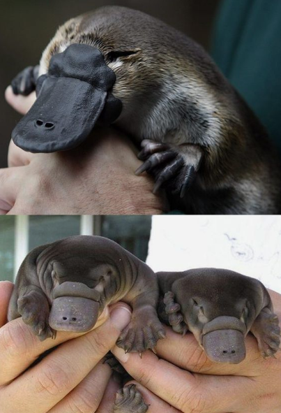 InformaCosmos's tweet photo. Un animal poco probable 
 
El ornitorrinco es un animal fascinante y único.  Es conocido por su aspecto extraño y una combinación de características que normalmente no se encuentran juntas en una sola especie. 

Esto ha llevado a que se le considere improbable o incluso "extraño" en el reino animal.

El ornitorrinco presenta características de mamíferos, aves y reptiles, lo que lo convierte en un caso especial de evolución divergente.

Tiene un pico similar al de un pato, patas palmeadas como las de un castor y un cuerpo cubierto de pelo, lo cual es inusual para un animal que pone huevos.

Los machos del ornitorrinco tienen espolones venenosos en sus patas traseras, una característica que es excepcional entre los mamíferos. Estos espolones pueden causar un dolor intenso en humanos y potencialmente ser perjudiciales.

El hecho de que el ornitorrinco combine tantas características únicas en una sola especie lo convierte en un caso poco común y poco probable en términos de la diversidad biológica.

Su apariencia y rasgos peculiares han fascinado a científicos y admiradores de la naturaleza durante mucho tiempo, convirtiéndolo en un ejemplo destacado de la increíble variedad de la vida en nuestro planeta.