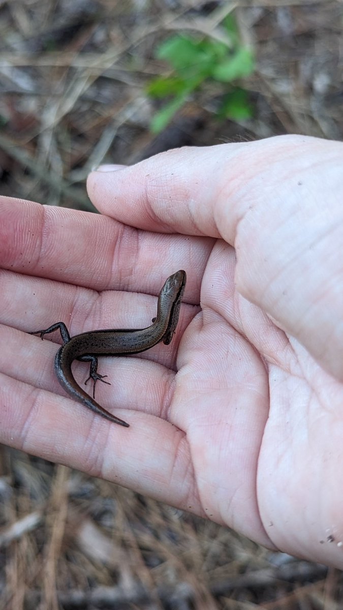 Carissa "Swamp Bear" Turner🦡 on Twitter "Screaming. Crying. Throwing up"