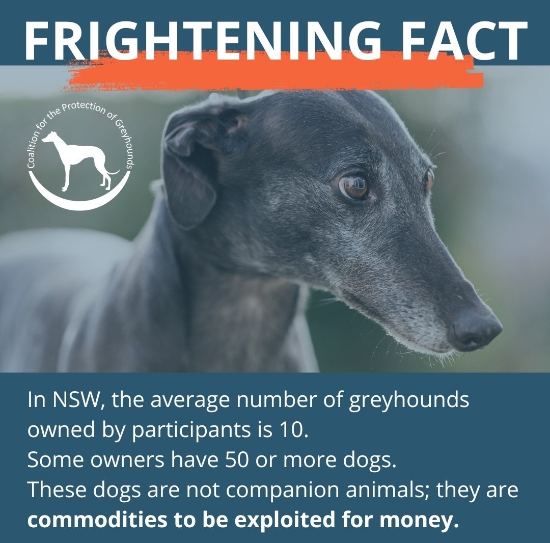 ... 'Some owners have 50 or more dogs.
In NSW, the average number of greyhounds owned by participants is 10.
These dogs are not companion animals, they are commodities to be exploited for money.'
- @save_greyhounds 
#YouBetTheyDie