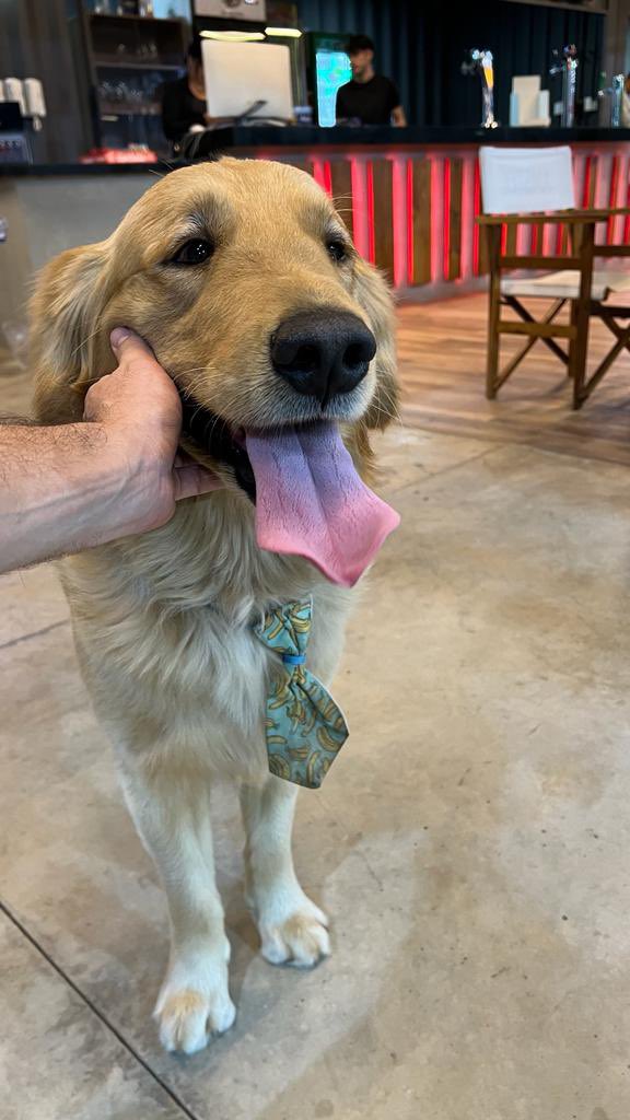 churronpy's tweet photo. Golden Retriever perdido en Elite Padel sobre Primer Presidente, lunes 26/06/23 21:00 hs. (lleva puesto un AirTag)
@jazgaleanopy @oscar_marandu @Santula @enriquedavalos @diegomarini @yolandapark1 @menchibarriocan https://t.co/awDClYLbvD
