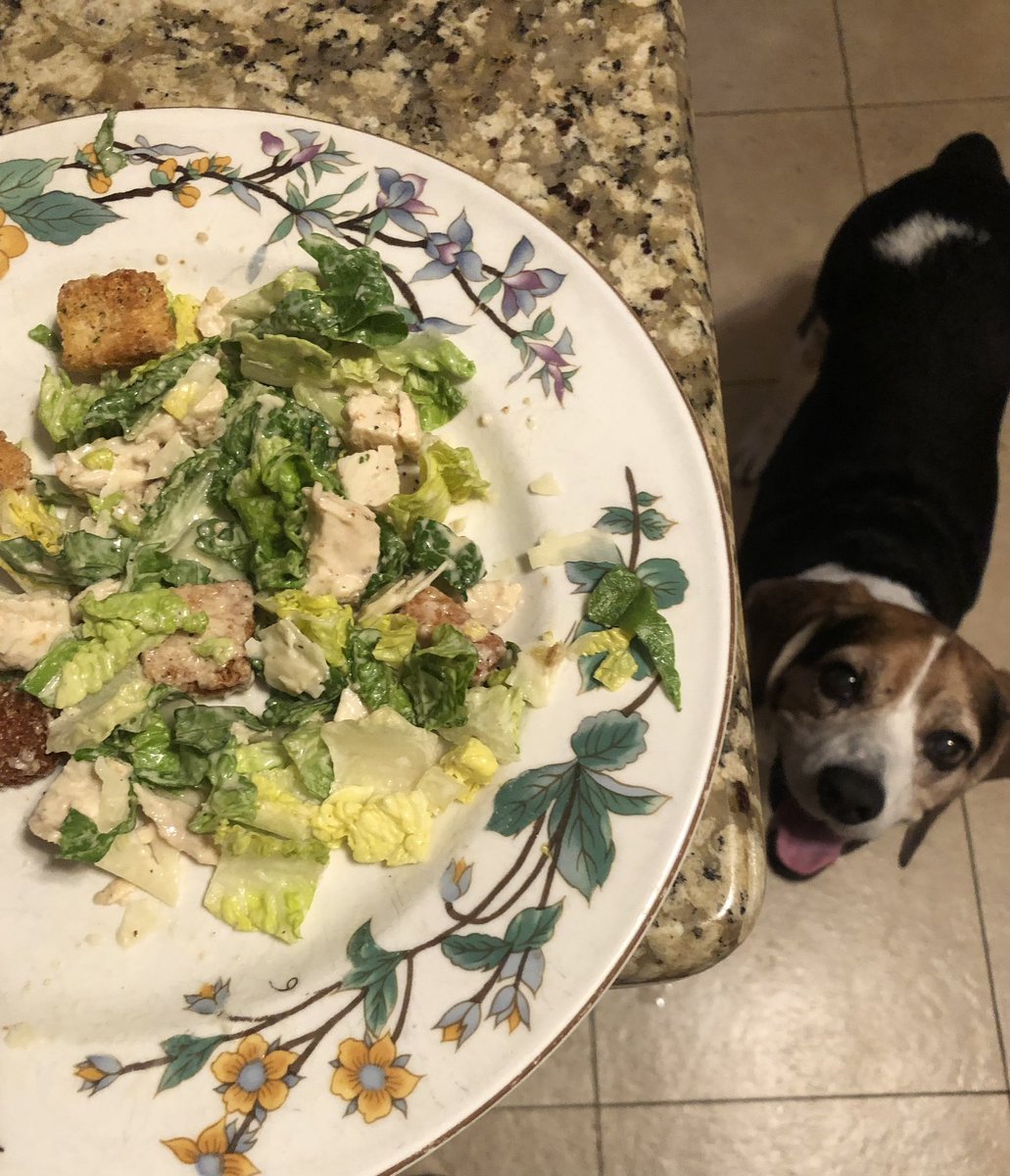 Noreen Sheridan (@sheridan_noreen) on Twitter photo You would think I was eating a T-bone 🥩!!!I Lol 🤣😂😁 #beagles #beagle #beaglefacts <a href="/beaglefacts/">Beagle Facts</a> #mydogisthecutest #DogsofTwittter #pawprints #thatface #salad #pureexcitement #hilariousdog #mydogcracksmeup You would think I was eating a T-bone 🥩!!!I Lol 🤣😂😁 #beagles #beagle #beaglefacts <a href="/beaglefacts/">Beagle Facts</a> #mydogisthecutest #DogsofTwittter #pawprints #thatface #salad #pureexcitement #hilariousdog #mydogcracksmeup