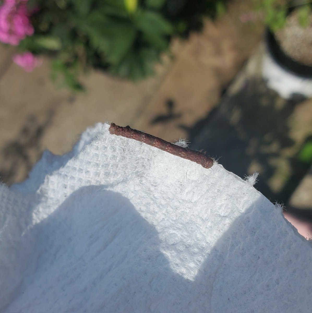 #bugtwitter #entotwitter #mothtwitter is this a spanworm caterpillar? We think maybe a maple spanworm?