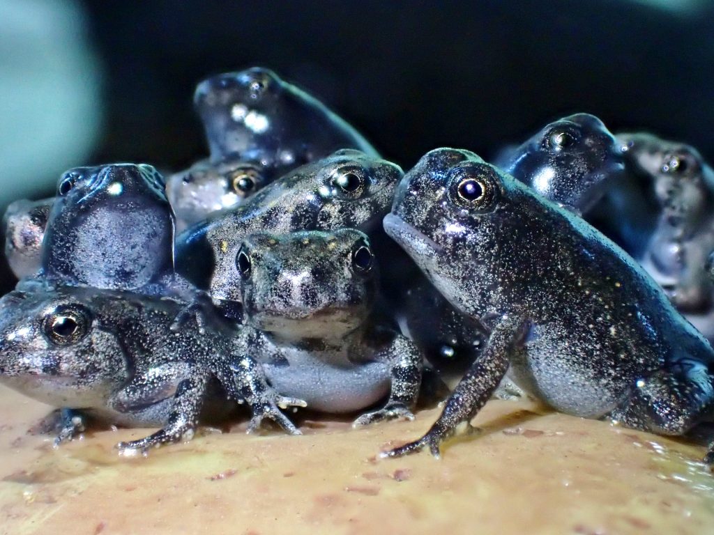 IVF for frogs? 💉🧫 🐸
Researchers are looking into repopulating declining species using embryos from frozen sperm and eggs. 

However, Poo et al. 2022 found IVF frogs smaller than their wild counterparts indicating more research is needed in this area! 

amphibiaweb.org