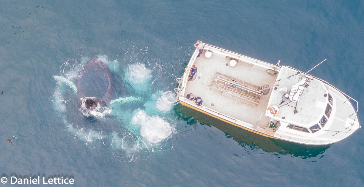 #Humpback whale bubble net feeding with whale watching vessel Wave Chieftain south of Tragumna in May. Those on board had stunning views of this iconic feeding technique. The aerial shot captures the bubble columns perfectly as the whale surfaces.#WestCork #Cork #WildAtlanticWay