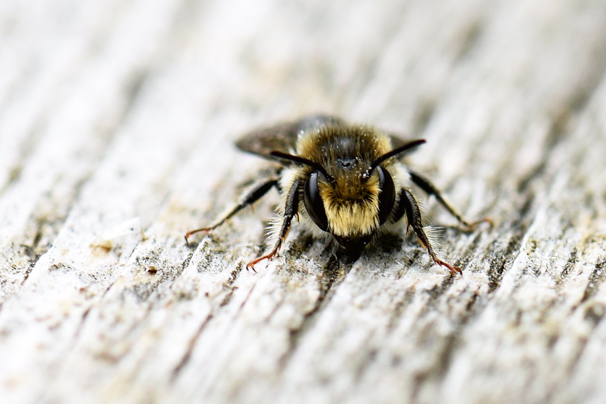 The_BeeGirl's tweet photo. Male Leafcutter Bee, The Bee Sanctuary of Ireland.
#bees
#leafcutters
#solitarybees
#wild
#nature
#NaturePhotography
#sanctuary
#organic
#wicklow https://t.co/aXsQH2Njh3