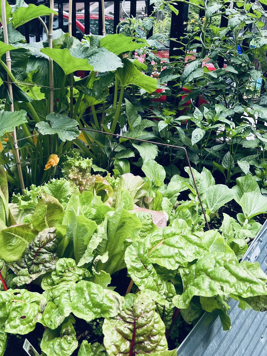 Our 3x6 container at the community garden is coming along nicely.,