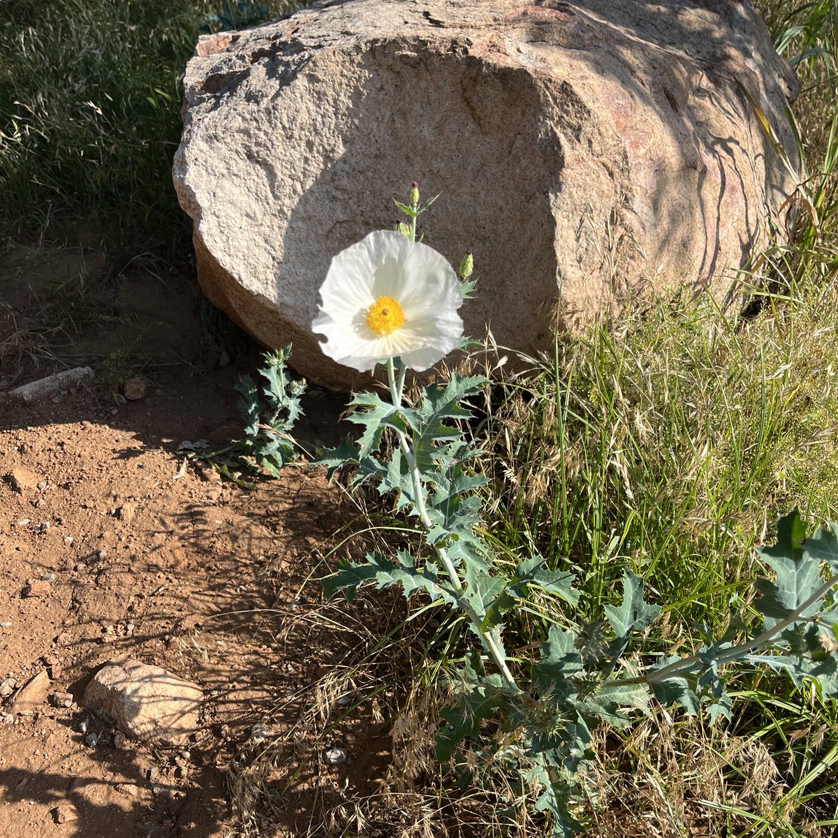 Timeline cleanse. Post your latest flower photo.
