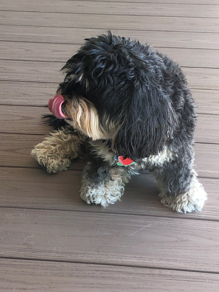 Happy #meetmemonday! I’m Dickens, the Law Library Director’s dog, and I’ve been associated with libraries all my life. I love sniffing in my new garden and napping on the deck. My favorite snacks are peas or anything on the floor.
