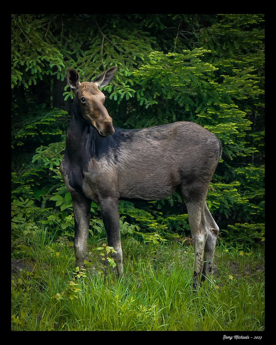 'NORTHERN FRIENDS' instagram.com/p/Ct-ApodRAM1/… #CanadianGeographic #NationalGeographic #AlgonquinPark #Moose #Summer #WildlifePhotography #OntarioParks #PicOfTheDay #BirdPhotography #CanadianWildlife #Muskoka #Huntsville #Gravenhurst #Art #Earth 🫎📸 🇨🇦