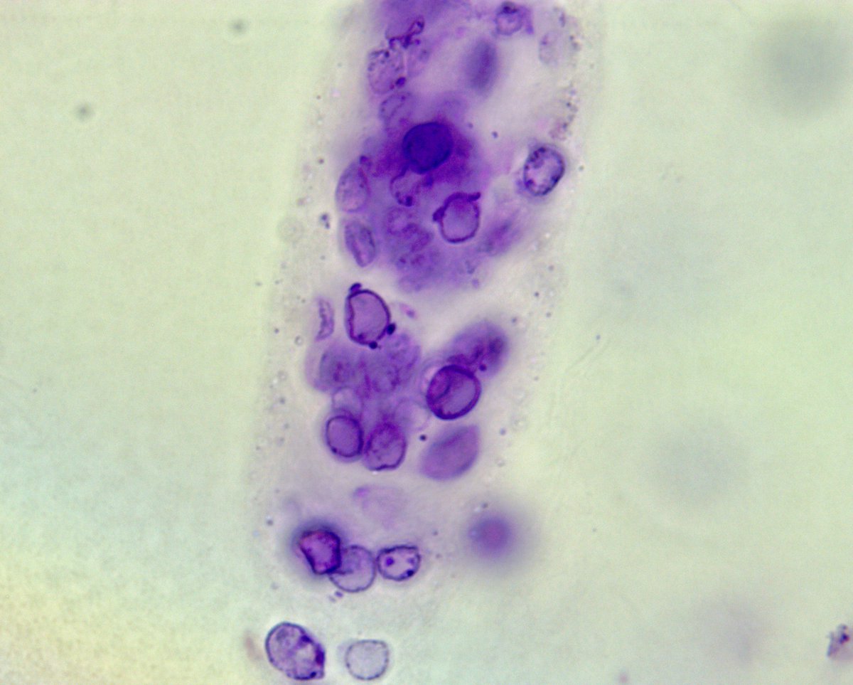 Juan Carlos Q Velez tweet media