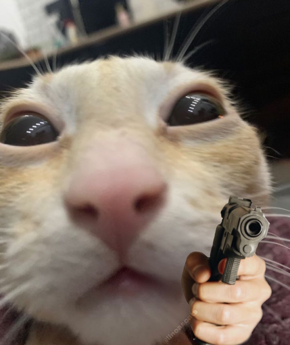 linoascats's tweet photo. https://t.co/4LxwSrHzYa