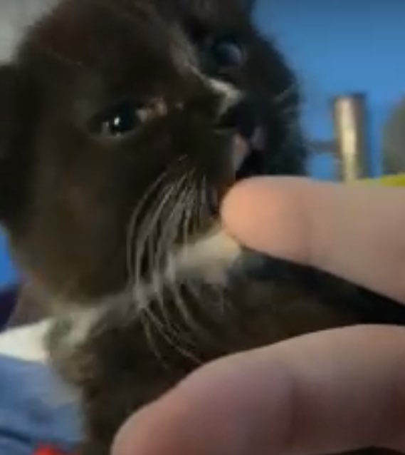 CDude811's tweet image. The newest addition to the Hunter family. Everyone meet Erron.