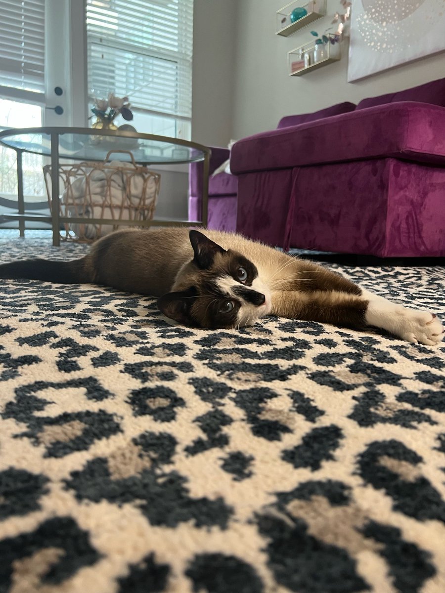 karastan's tweet image. The purr-fect nap spot for Doja is underfoot and purr-fectly comfortable on #SmartStrand #carpet. 

#LiveBeautifully with #Karastan&apos;s SmartStrand Silk Savanna #Leopard in Starry Night.
Shop perfection online: bit.ly/3Xo7v6d

#petfriendly #leopardprint #fashion #luxury